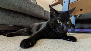 Lost Pet: Shadow