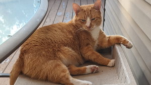 Lost Pet: Orange Cat