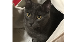 Lost Pet: Shadow