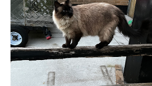 Lost Pet: Mr. Magoo