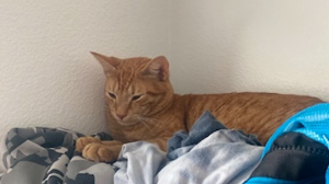 Lost Pet: Pumpkin