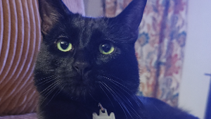 Lost Pet: Jiji