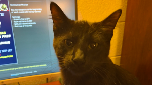 Lost Pet: Bagheera