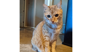 Lost Pet: Ginger