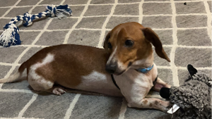 Lost Pet: Phoenix Cash Field