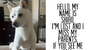 Lost Pet: shiro