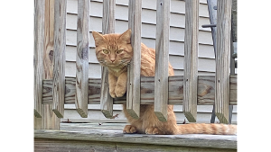 Lost Pet: Garfield