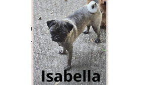 Lost Pet: ISABELLA