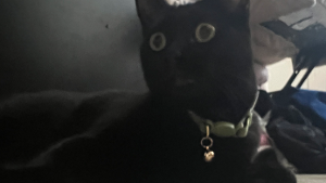 Lost Pet: Salem