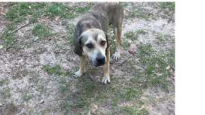 Lost Pet: ROCK