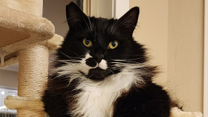 Lost Pet: Sylvester