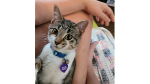 Lost Pet: Freya