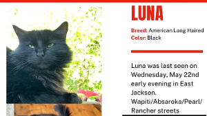 Lost Pet: Luna