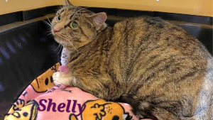 Lost Pet: Shelly