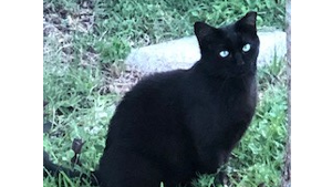 Lost Pet: Shadow