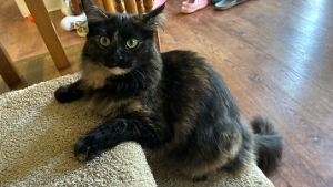 Lost Pet: Cleo