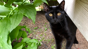 Lost Pet: salem