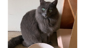 Lost Pet: Smokey