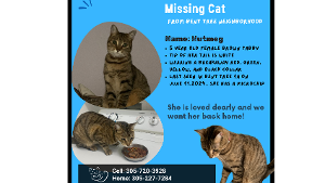 Lost Pet: Nutmeg