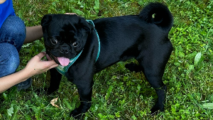 Lost Pet: Pugsley