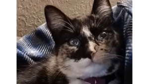 Lost Pet: Calico Jackie