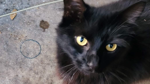 Lost Pet: Bagheera