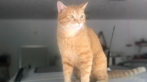 Lost Pet: Ginger