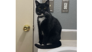 Lost Pet: Salem