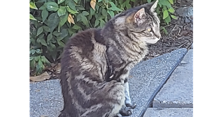 Lost Pet: Tarzana