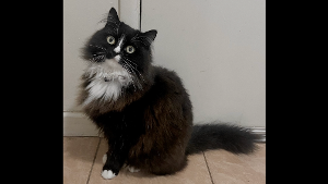 Lost Pet: Figaro