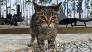 Lost Pet: Hunter (Kitty)