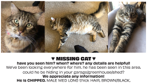 Lost Pet: Lunah