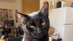 Lost Pet: Midnight