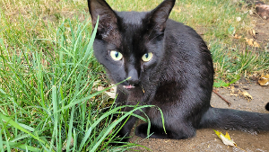 Lost Pet: Blackie