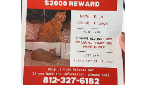 Lost Pet: Mojo Jojo