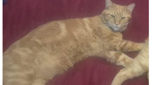 Lost Pet: Cheddar