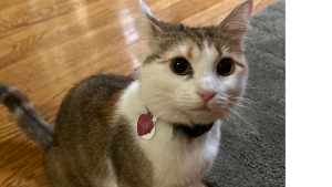 Lost Pet: Lily