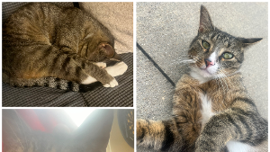 Lost Pet: Kit-Cat