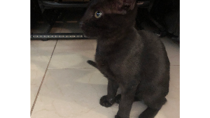 Lost Pet: Shadow