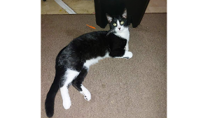 Lost Pet: Sox