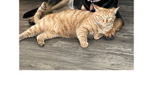 Lost Pet: Cheddar