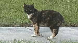 Lost Pet: Stubbs