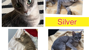 Lost Pet: Silver