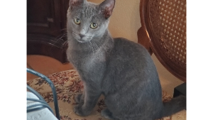 Lost Pet: Grey