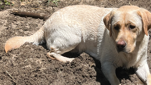 Lost Pet: Red