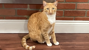 Lost Pet: Ginger