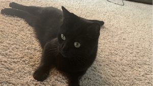 Lost Pet: Salem