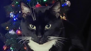 Lost Pet: Thackery Binx Quimby