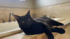 Lost Pet: Salem