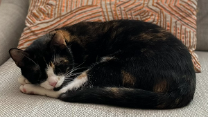 Lost Pet: Missy Cat